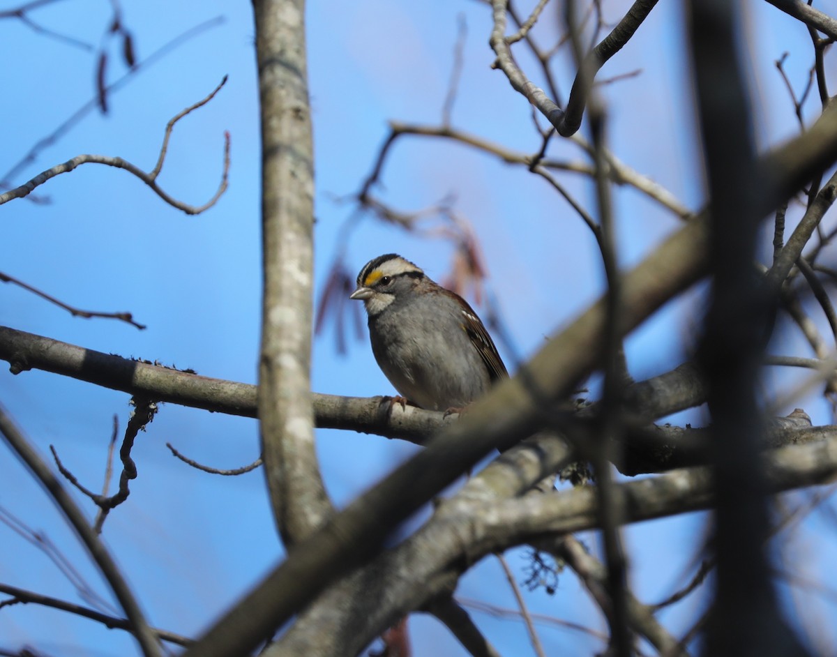 White-throated Sparrow - ML627884125