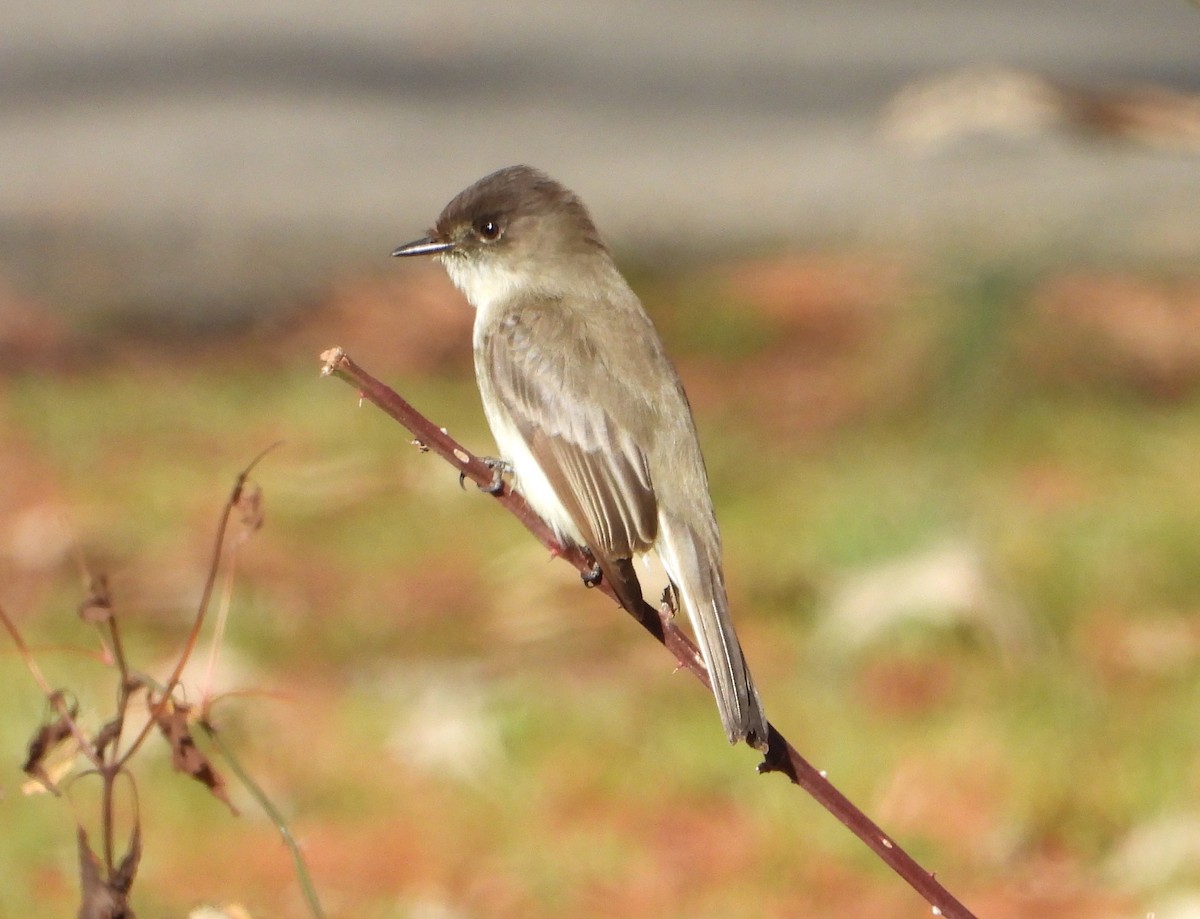 Eastern Phoebe - ML627884240