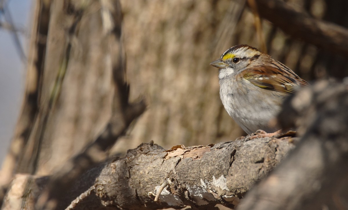 White-throated Sparrow - ML627884316