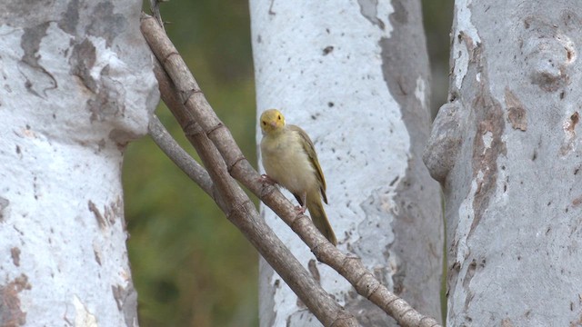 White-plumed Honeyeater - ML627884322