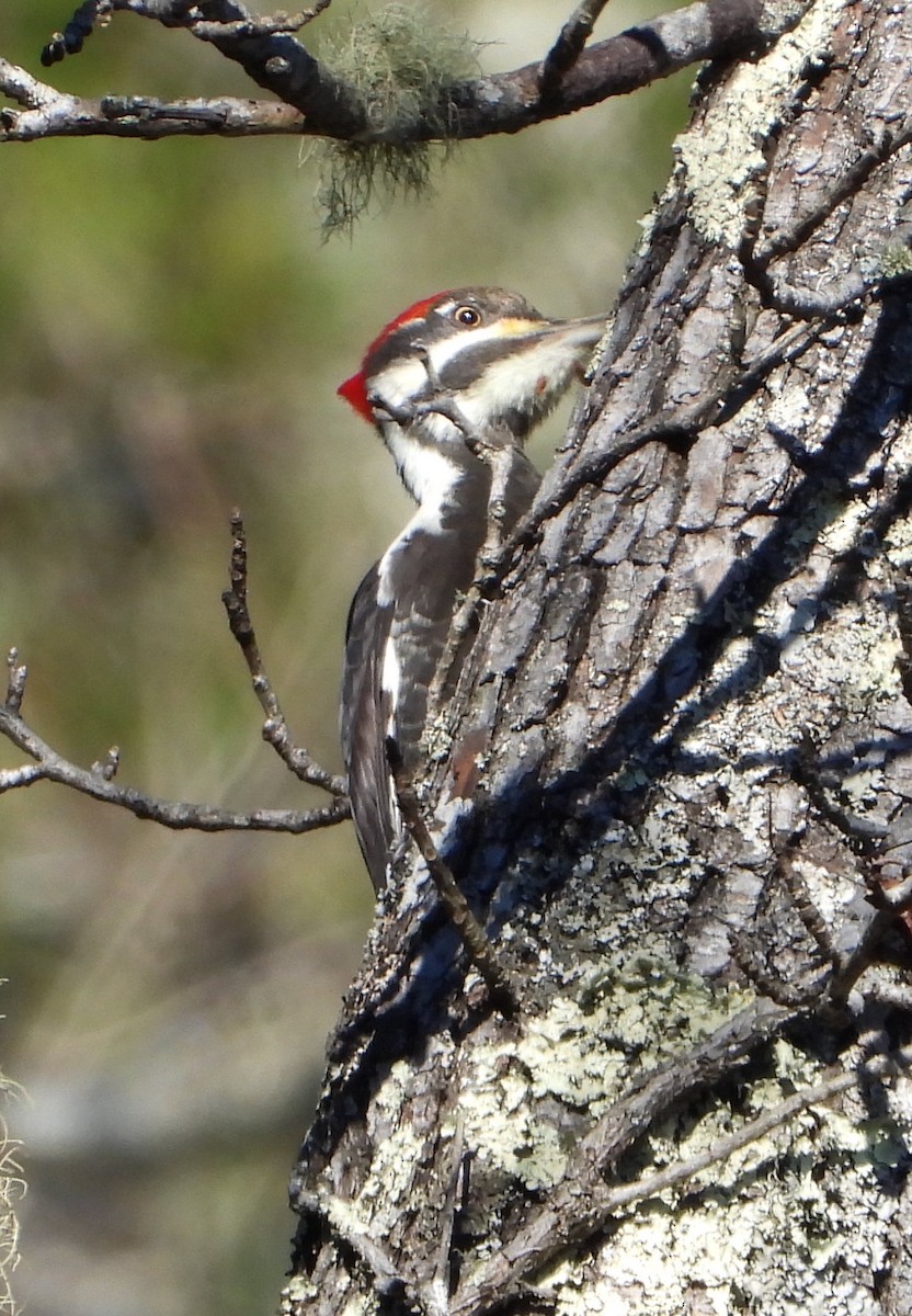 Pileated Woodpecker - ML627884345
