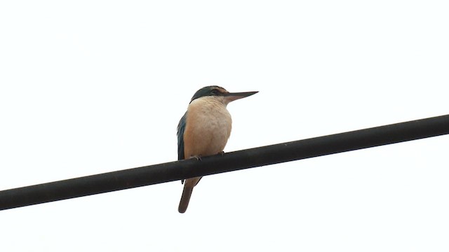 Sacred Kingfisher (Australasian) - ML627884408