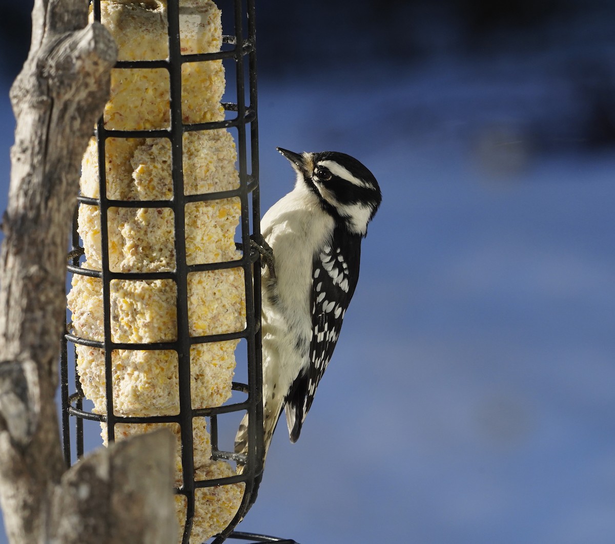 Downy Woodpecker - ML627884420