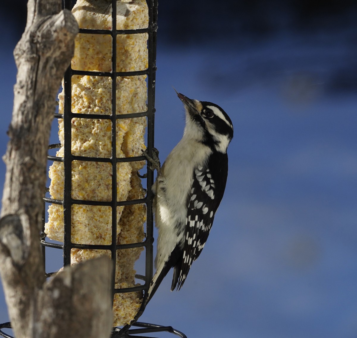 Downy Woodpecker - ML627884423