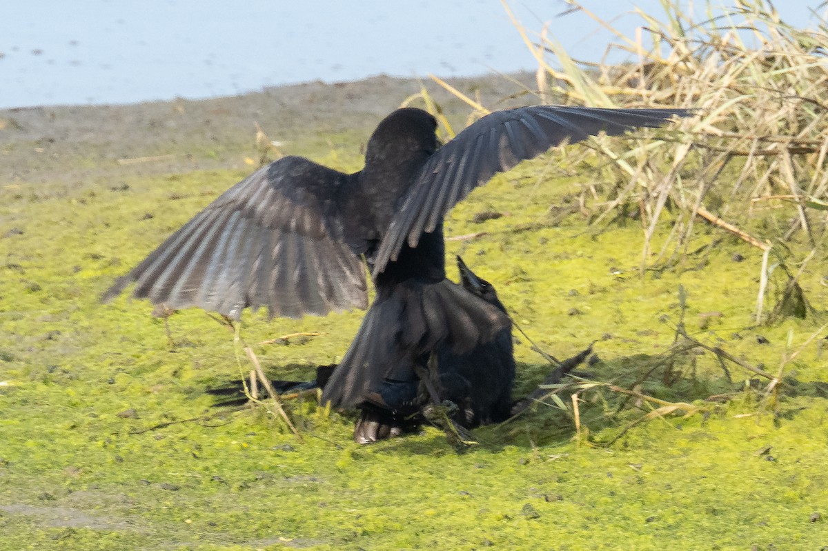 American Crow - ML627884427