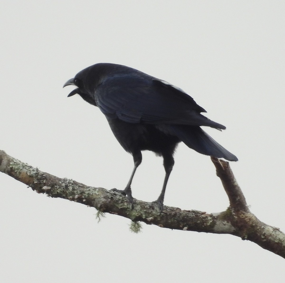 American Crow - ML627884458