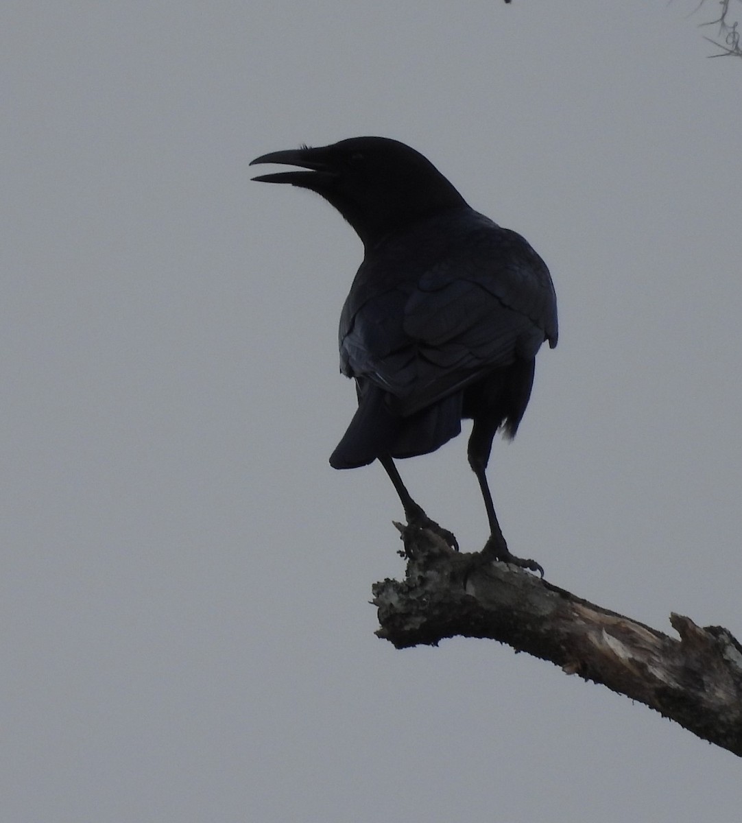 American Crow - ML627884460