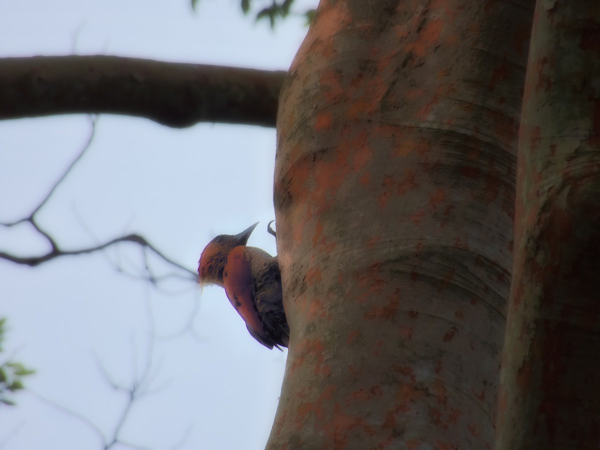 Banded Woodpecker - ML627884597