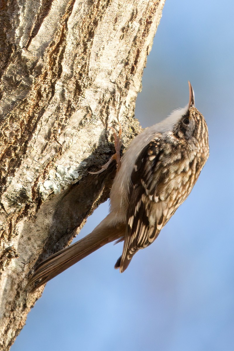 Brown Creeper - ML627884733