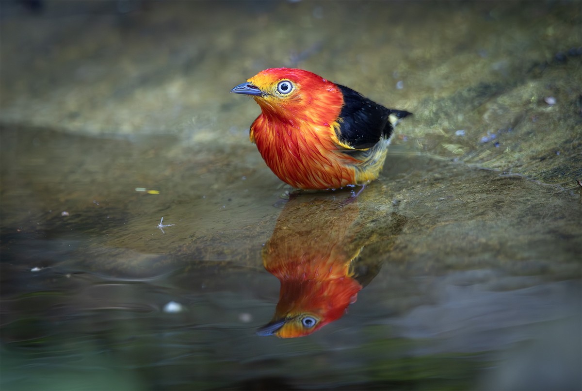 Band-tailed Manakin - ML627884885
