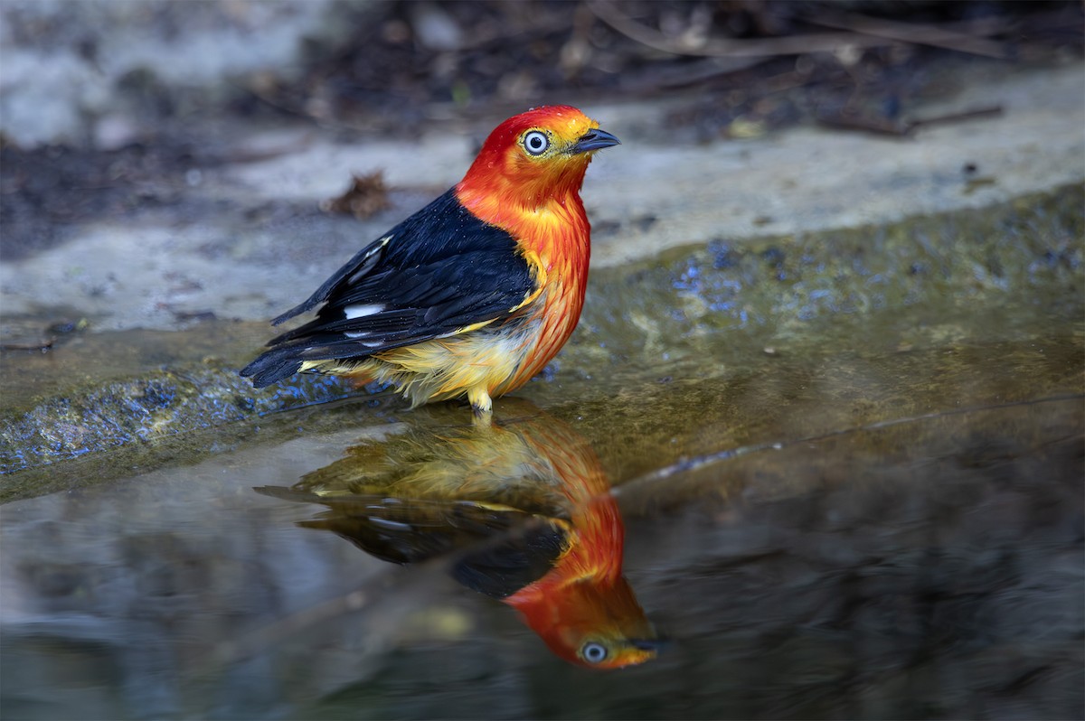 Band-tailed Manakin - ML627884889