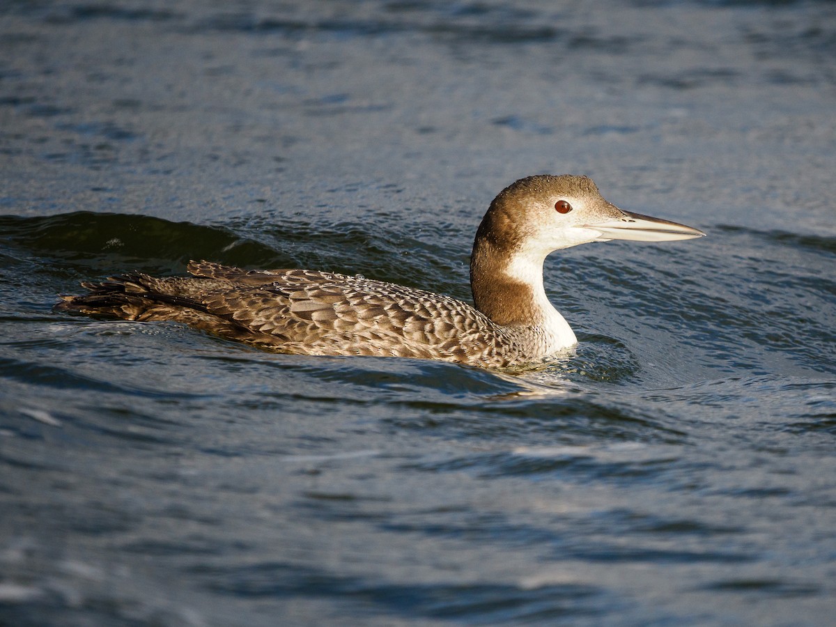 Eistaucher - ML627884896