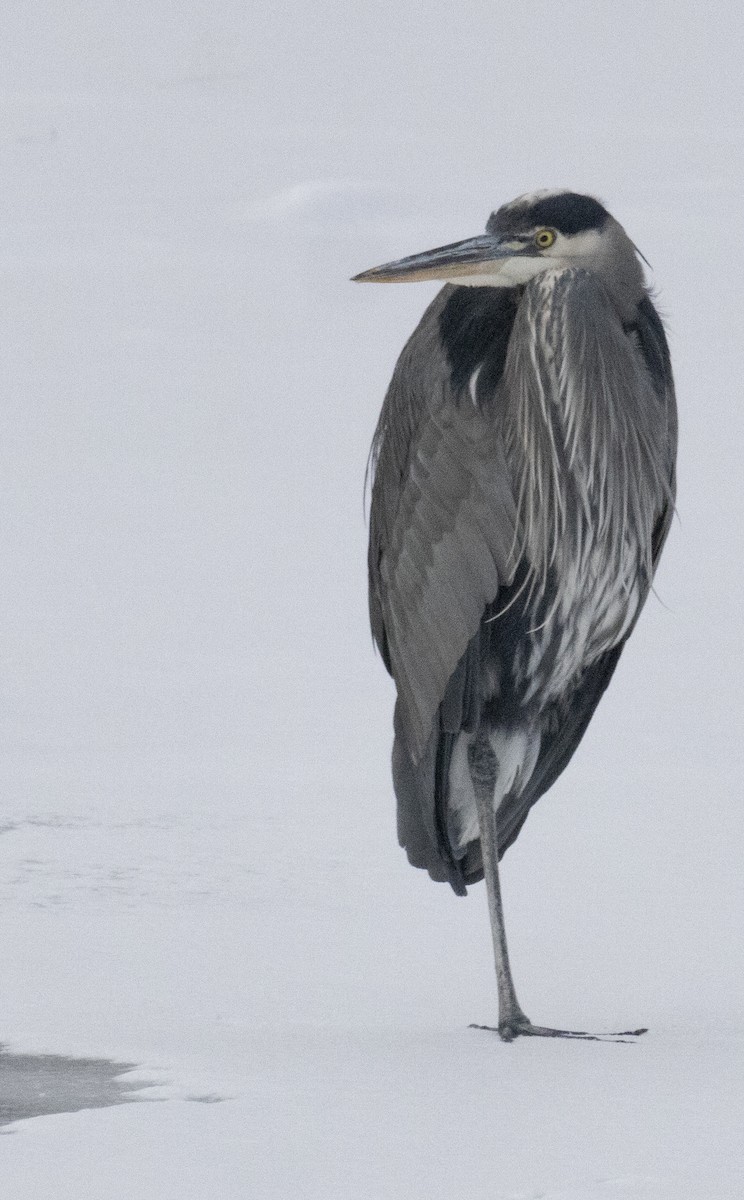 Great Blue Heron - ML627884974