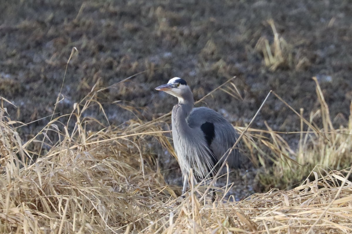 Great Blue Heron - ML627885058