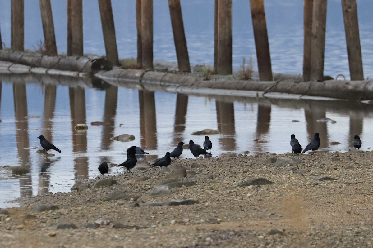 American Crow - ML627885116