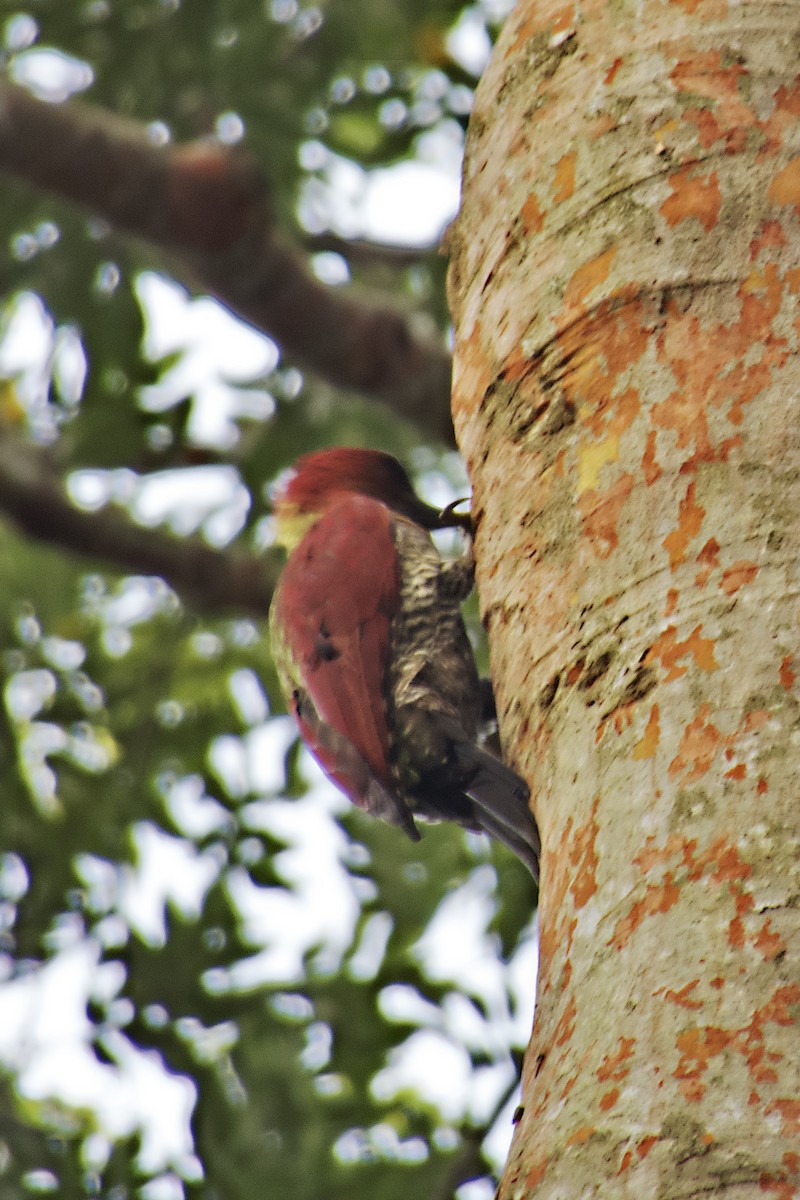 Banded Woodpecker - ML627885139