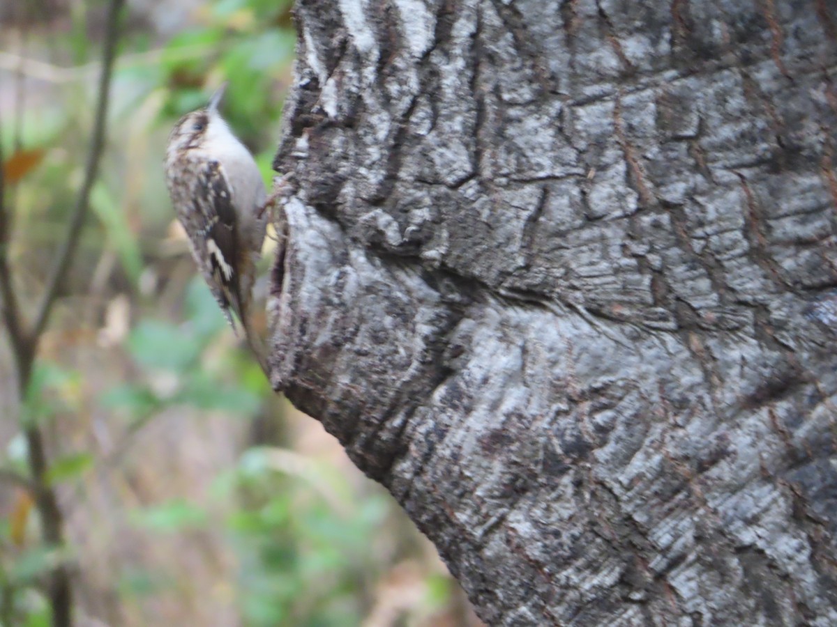 Brown Creeper - ML627885141