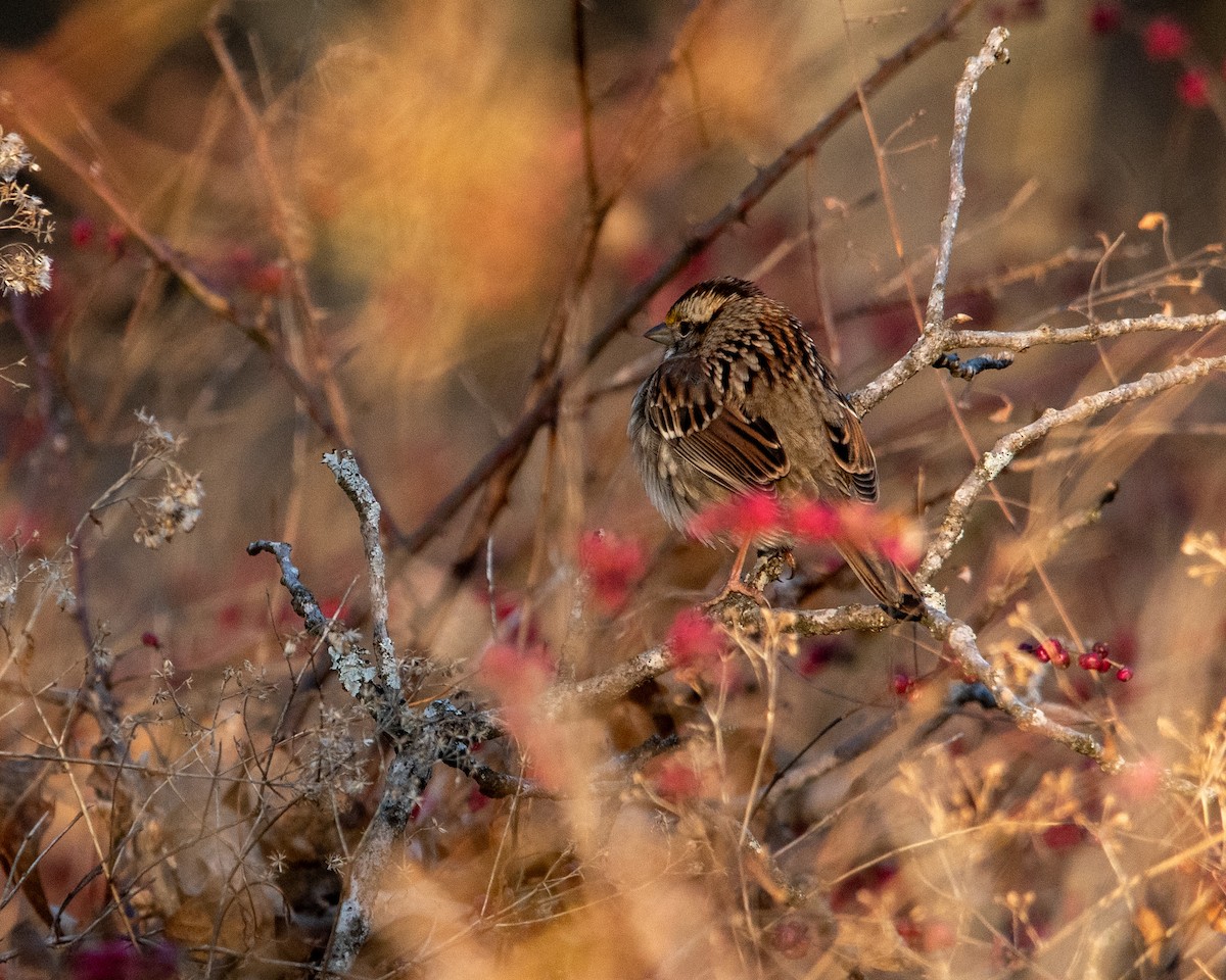 White-throated Sparrow - ML627885199