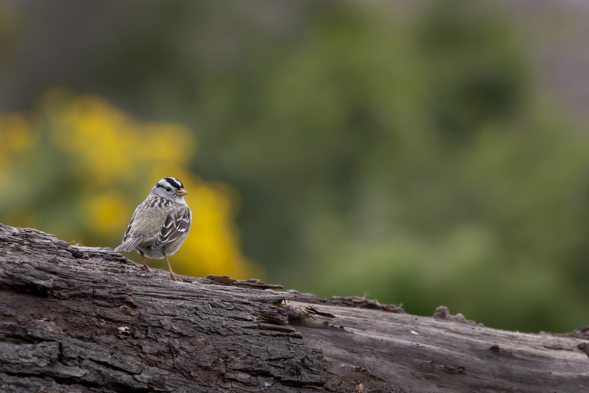White-crowned Sparrow - ML627885291