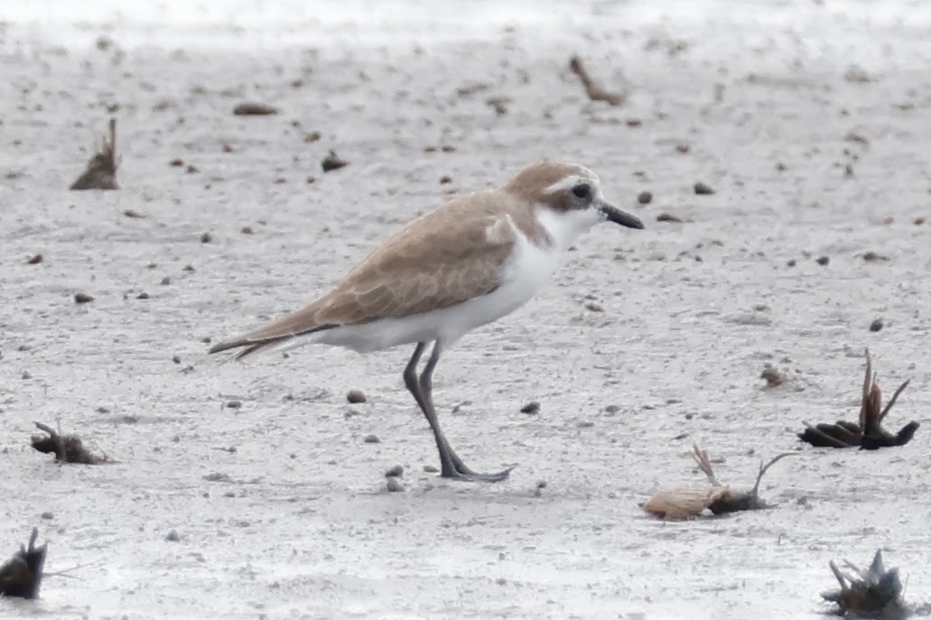 sand-plover sp. - ML627885297
