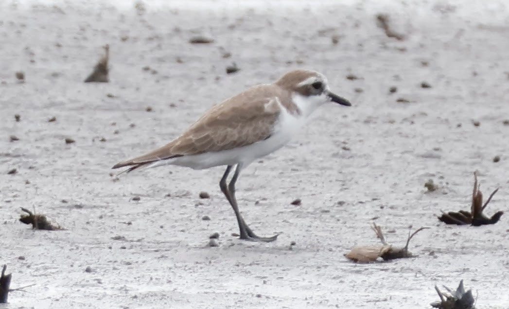 sand-plover sp. - ML627885299