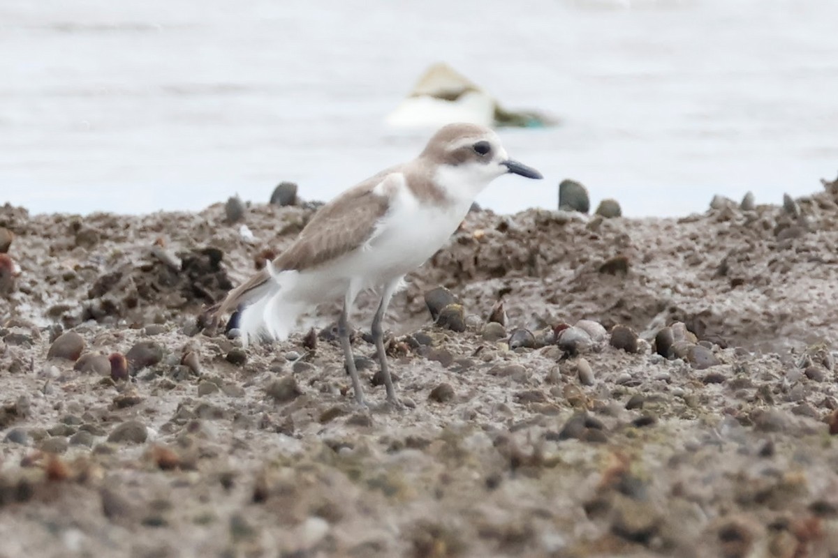 sand-plover sp. - ML627885301