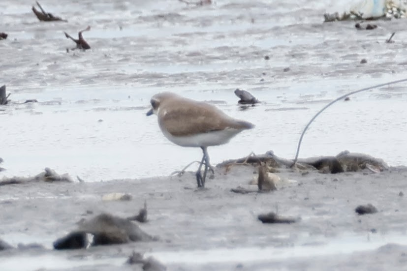 sand-plover sp. - ML627885303