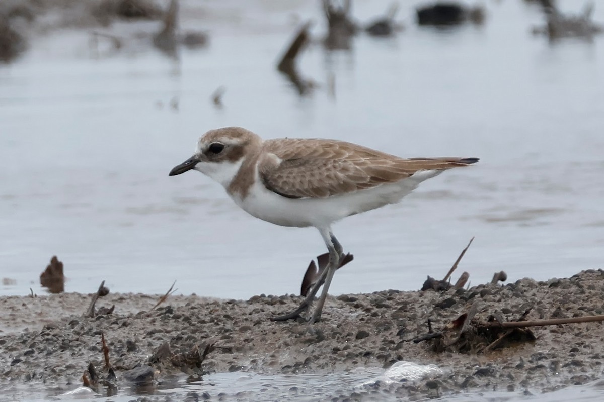 sand-plover sp. - ML627885304