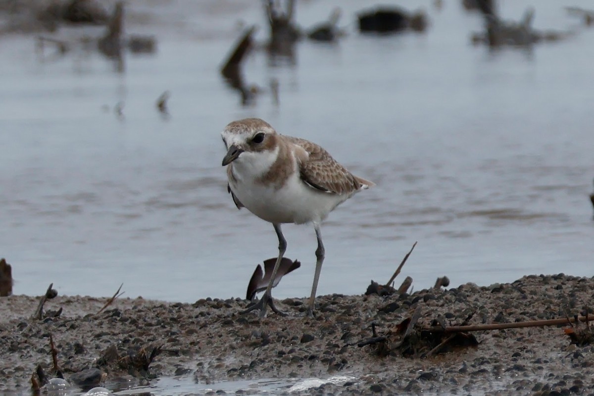 sand-plover sp. - ML627885305