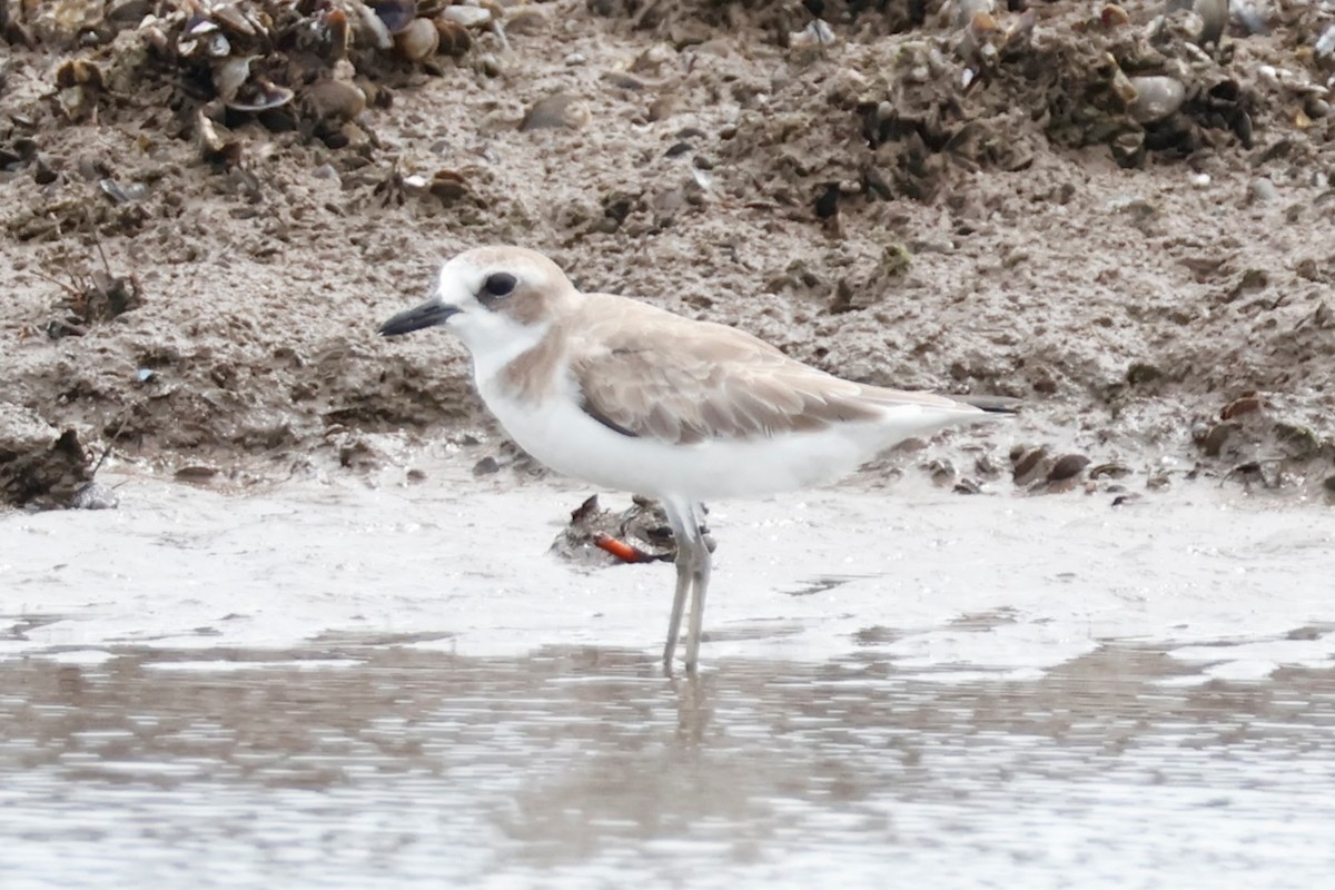 sand-plover sp. - ML627885306