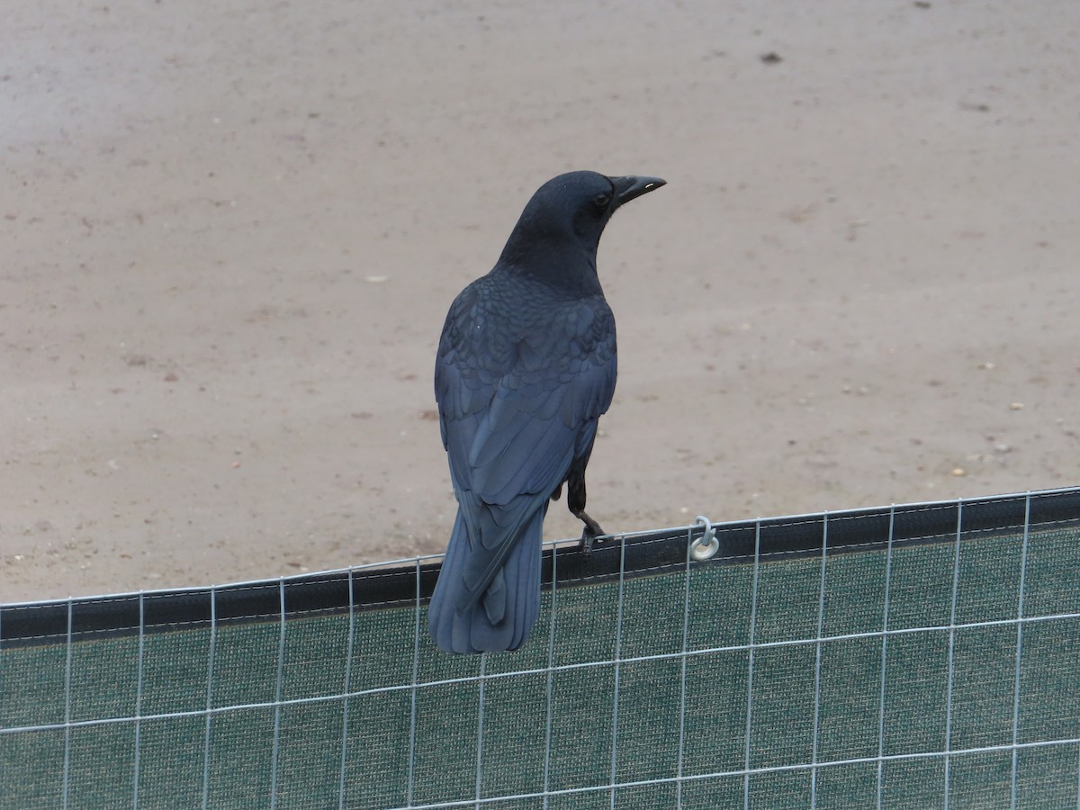 American Crow - ML627885324