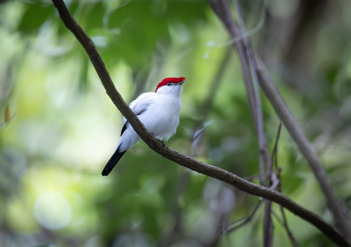 Araripe Manakin - ML627885355