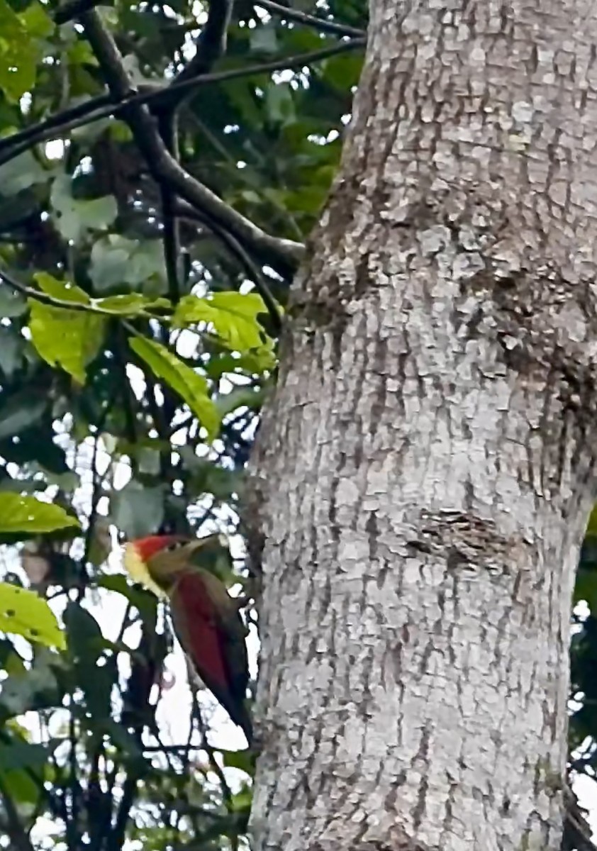 Crimson-winged Woodpecker - ML627885357