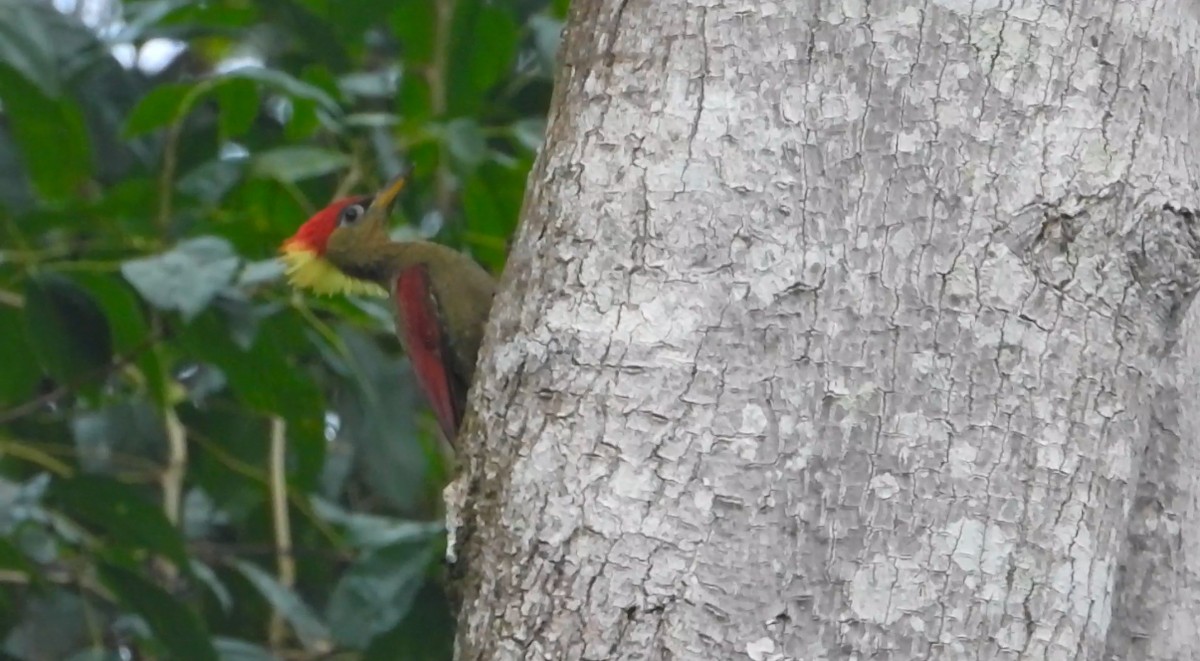 Crimson-winged Woodpecker - ML627885358