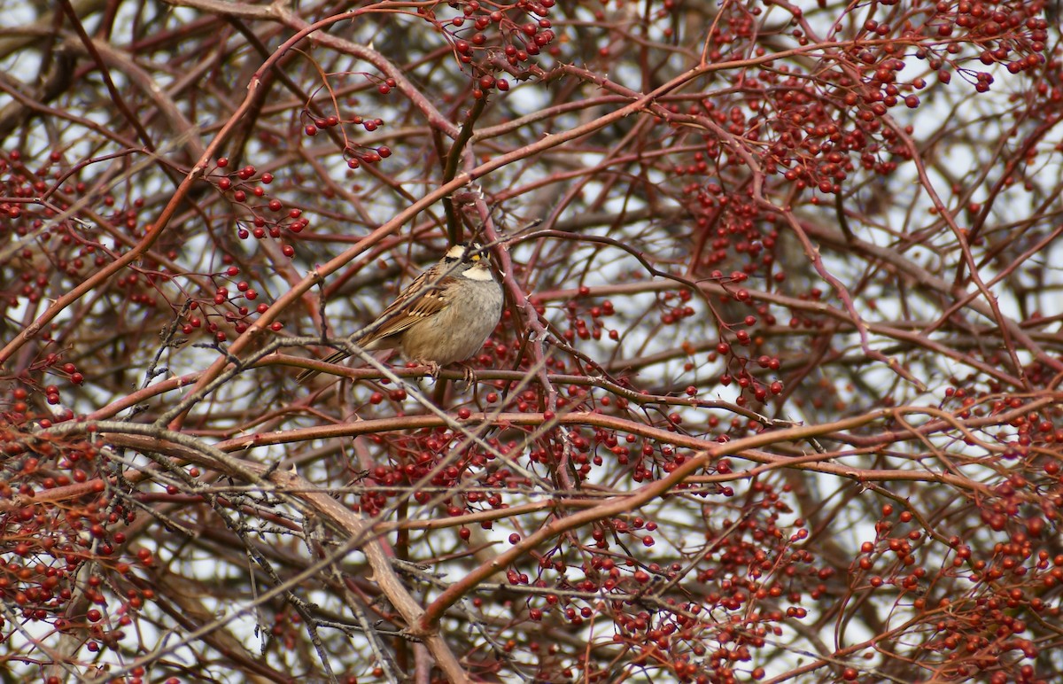 White-throated Sparrow - ML627885364