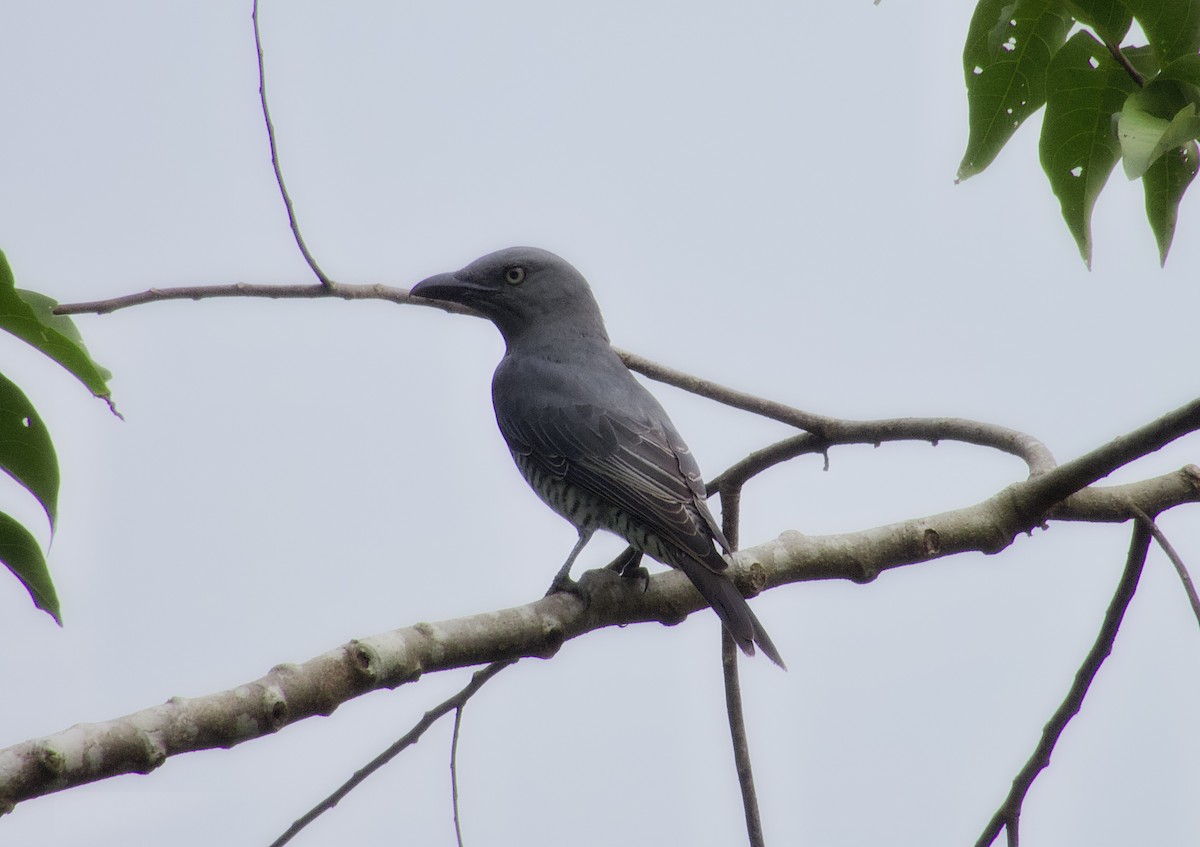 Bar-bellied Cuckooshrike - ML627885390