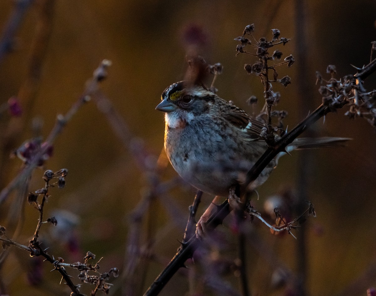 White-throated Sparrow - ML627885414