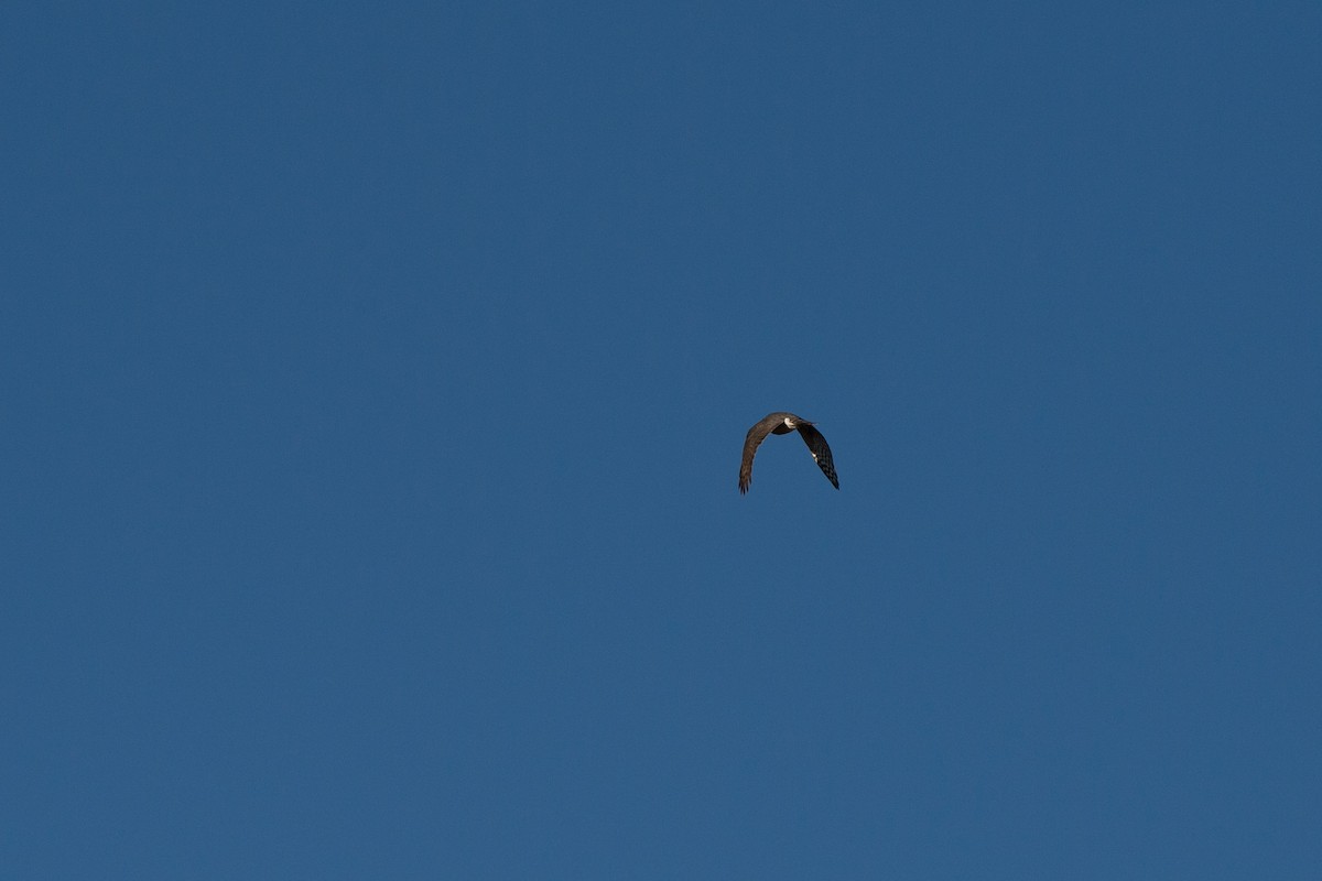 Sharp-shinned Hawk - ML627885432