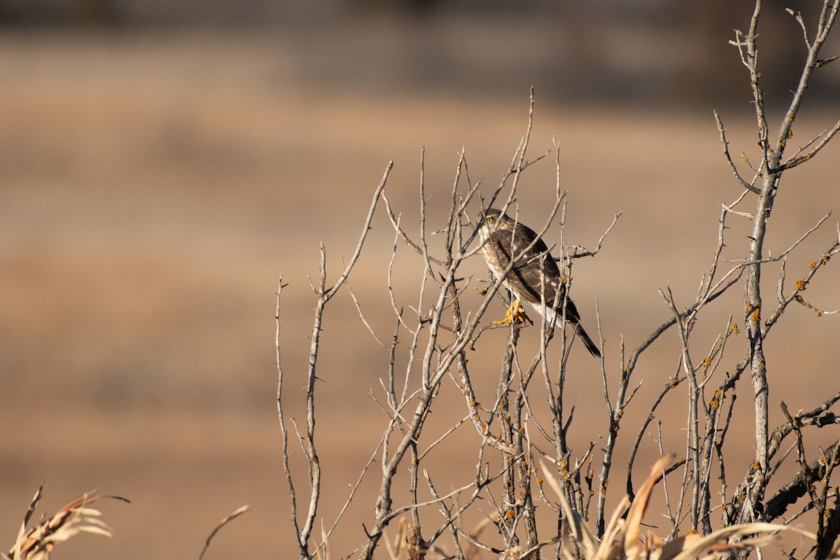 Sharp-shinned Hawk - ML627885434