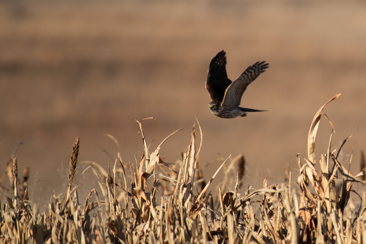 Sharp-shinned Hawk - ML627885435