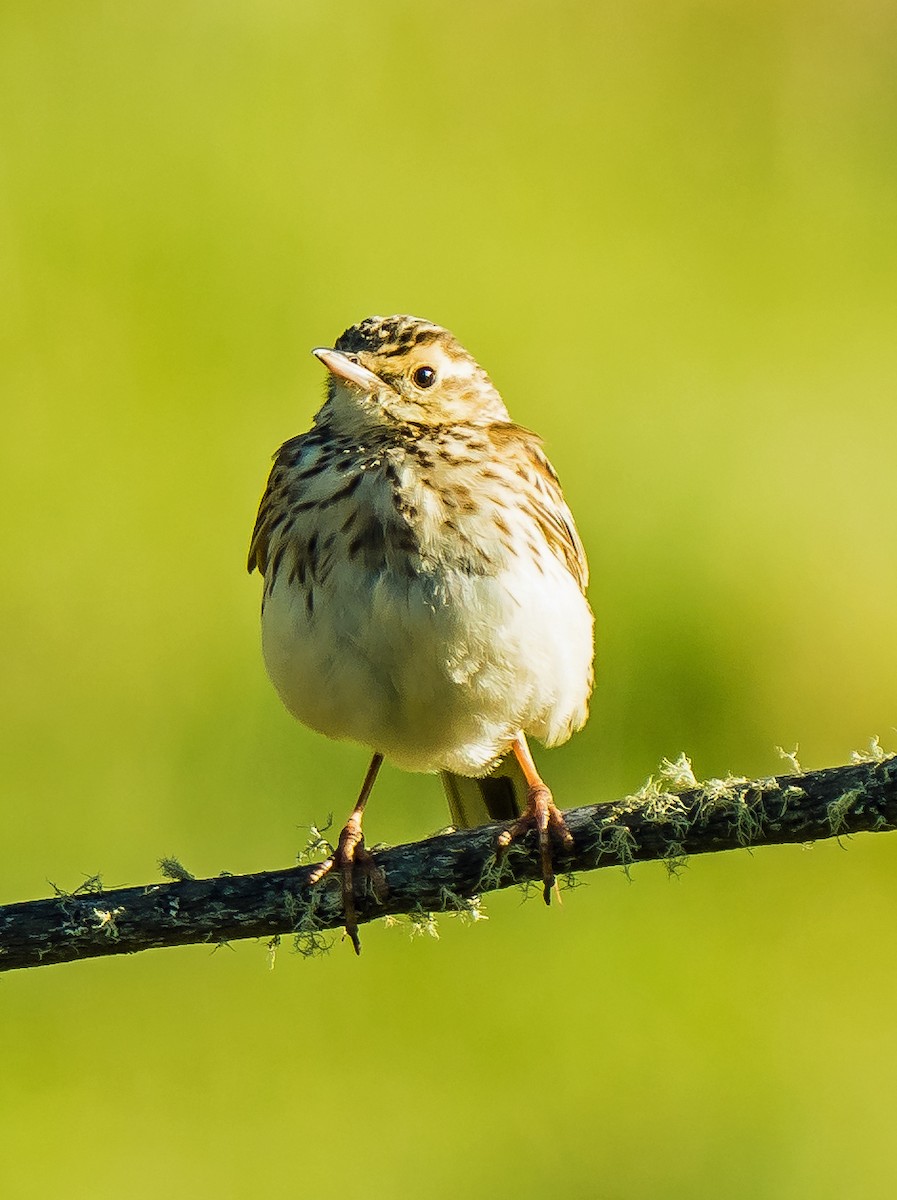 Australian Pipit - ML627885444