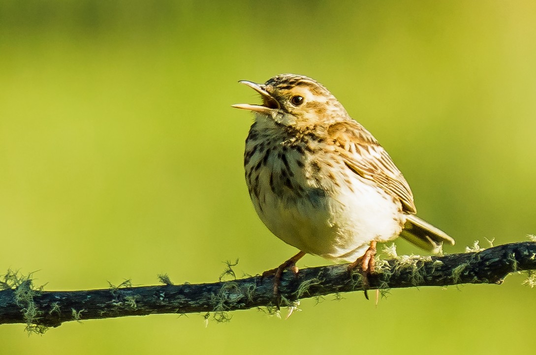 Australian Pipit - ML627885445