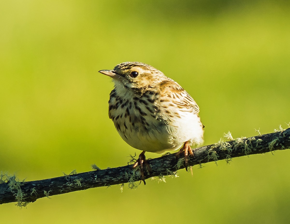 Australian Pipit - ML627885446