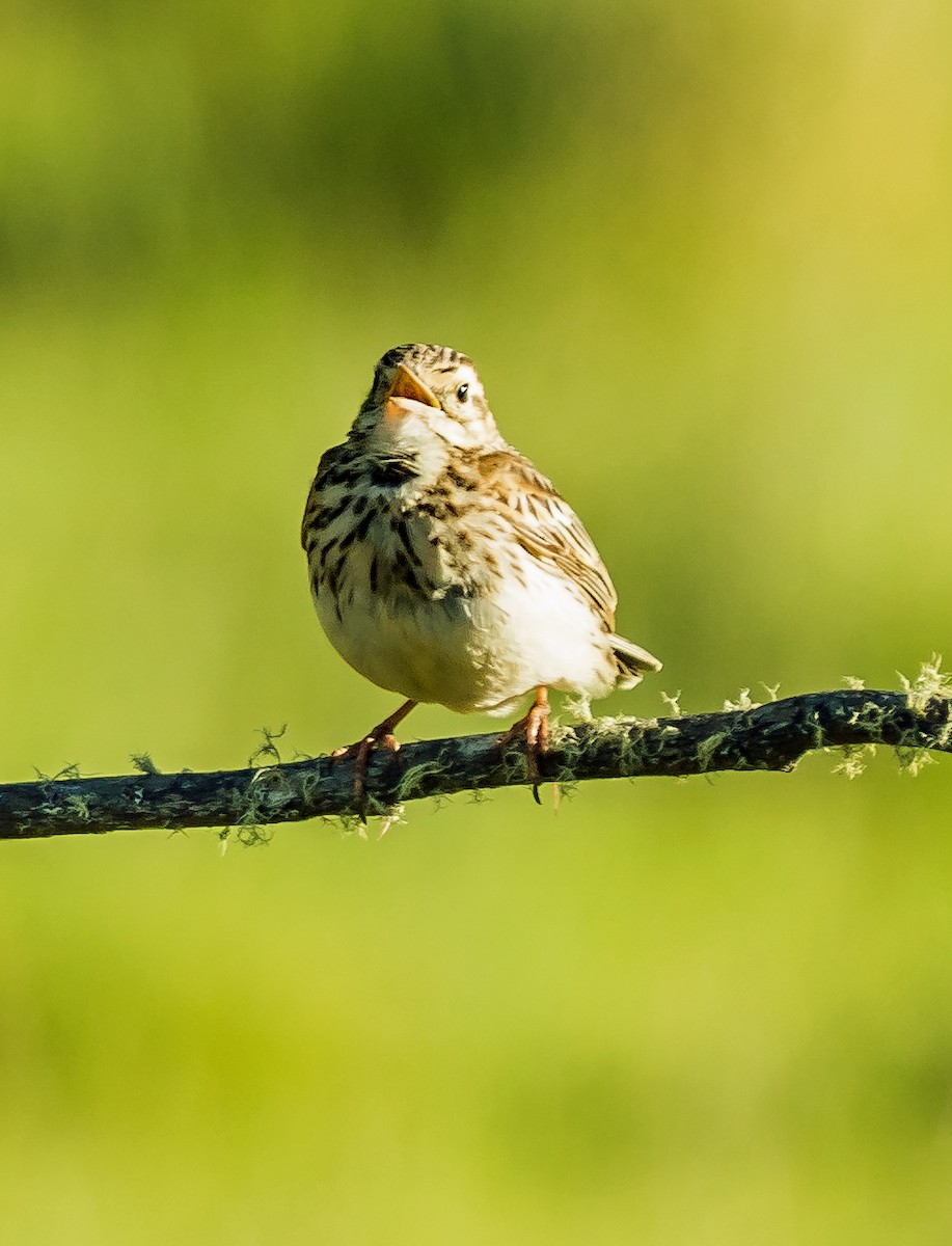 Australian Pipit - ML627885447