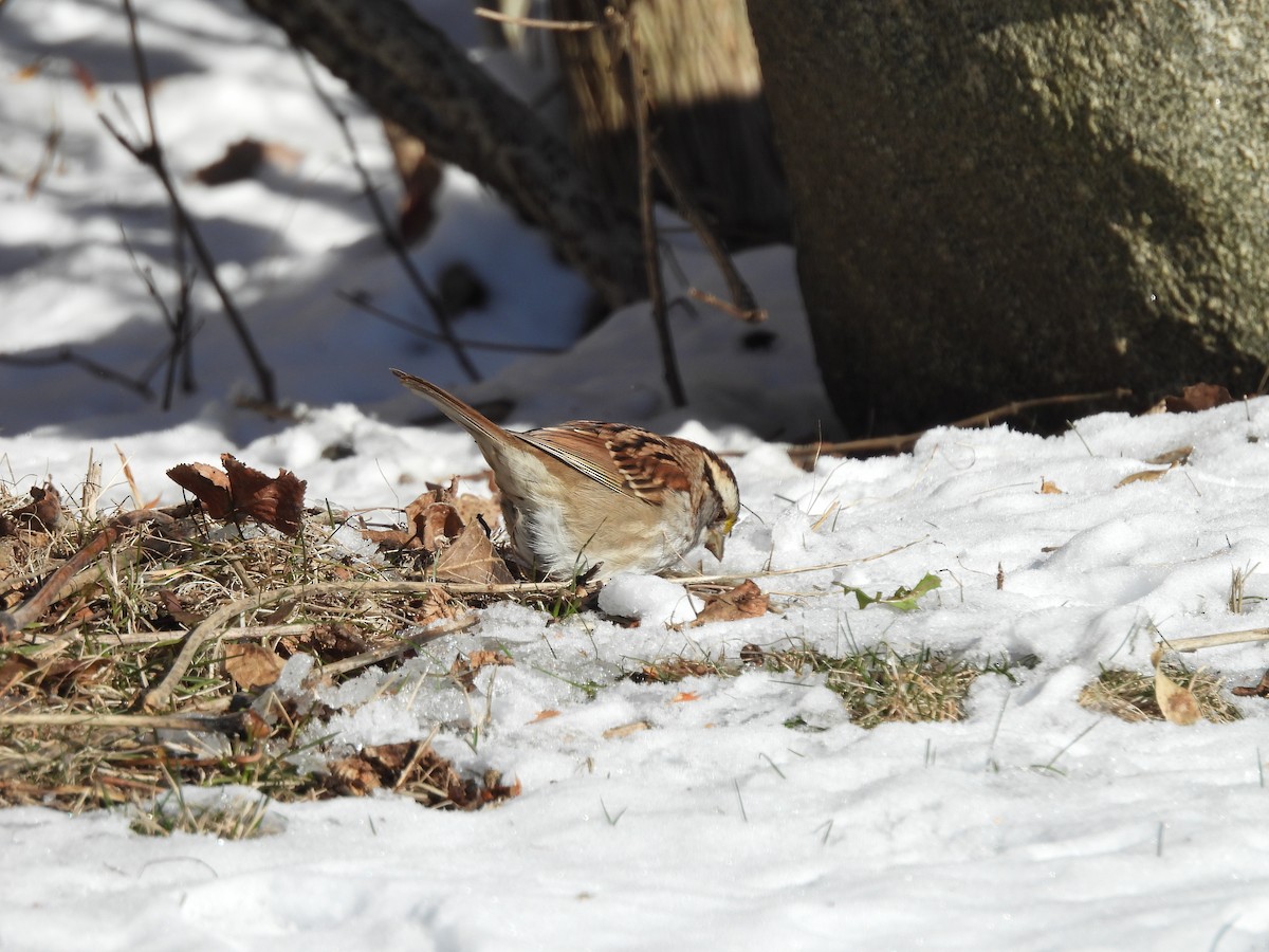 White-throated Sparrow - ML627885545