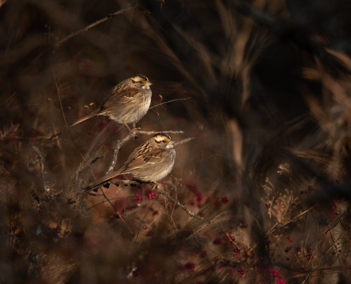 White-throated Sparrow - ML627885548