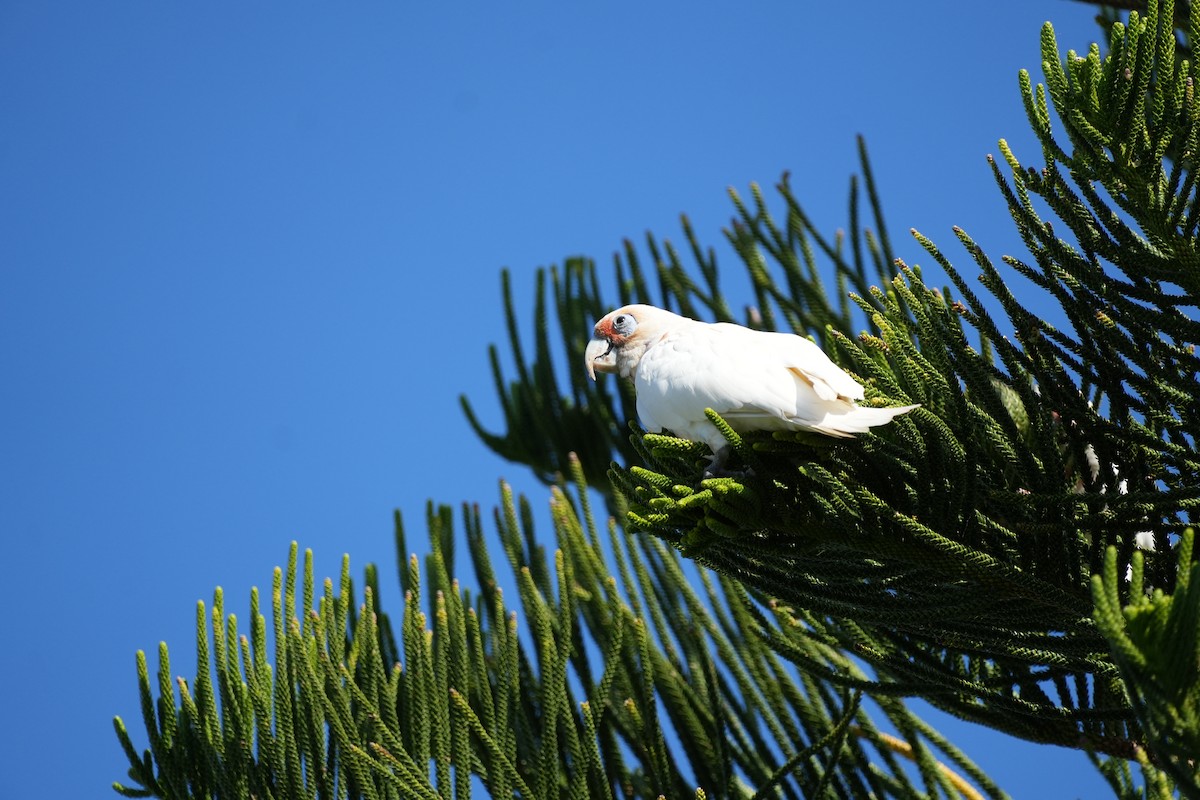 Long-billed Corella - ML627885574