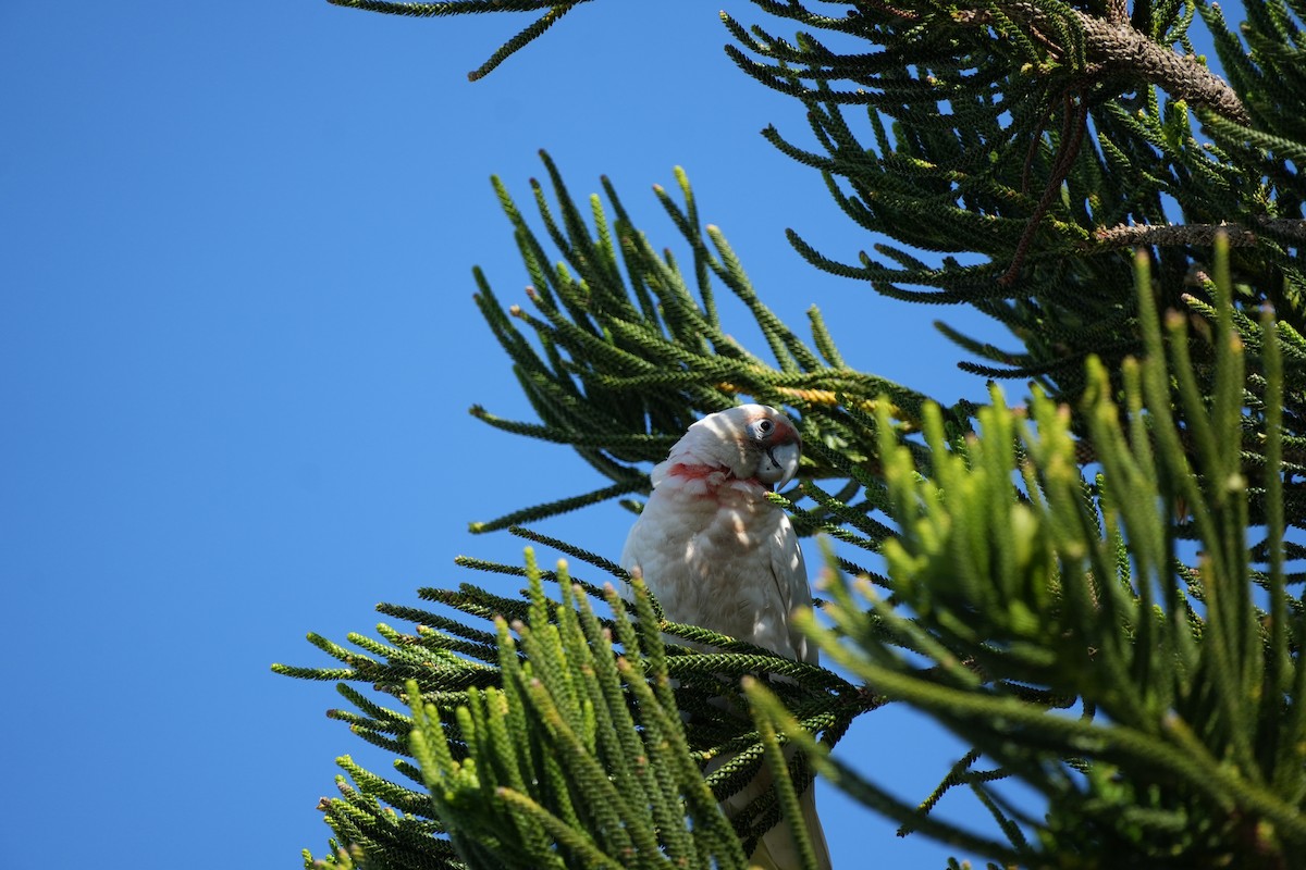 Long-billed Corella - ML627885575