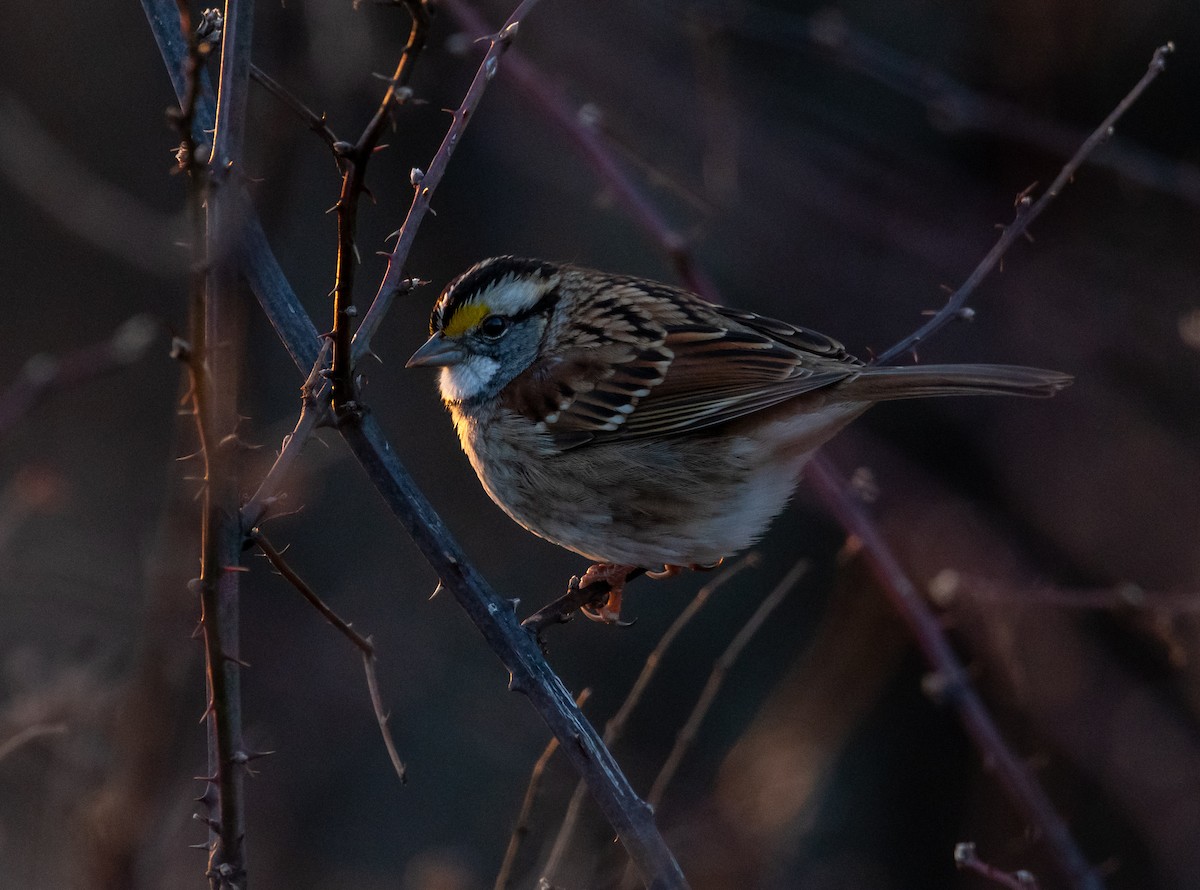 White-throated Sparrow - ML627885655