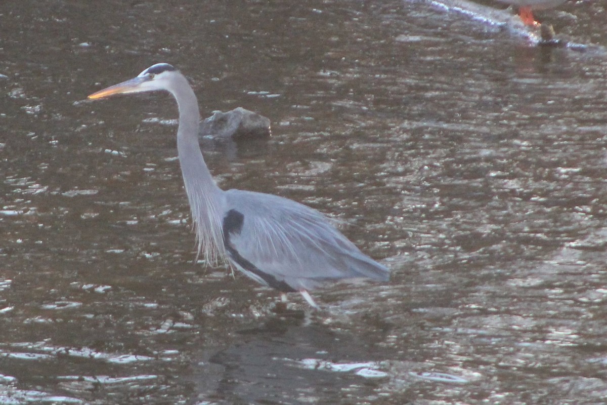 Great Blue Heron - ML627885724